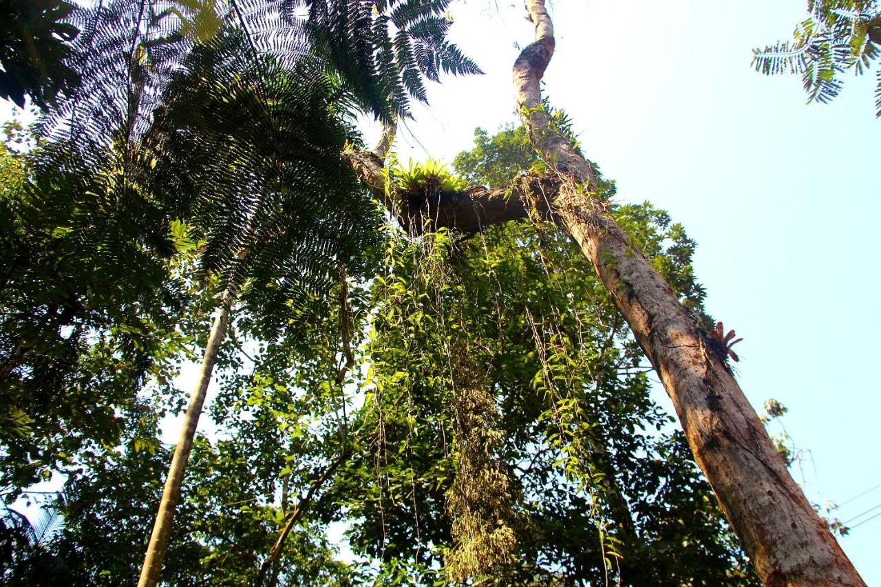 Sitio Das Bromelias Cachoeira Do Tombador ウバトゥバ エクステリア 写真
