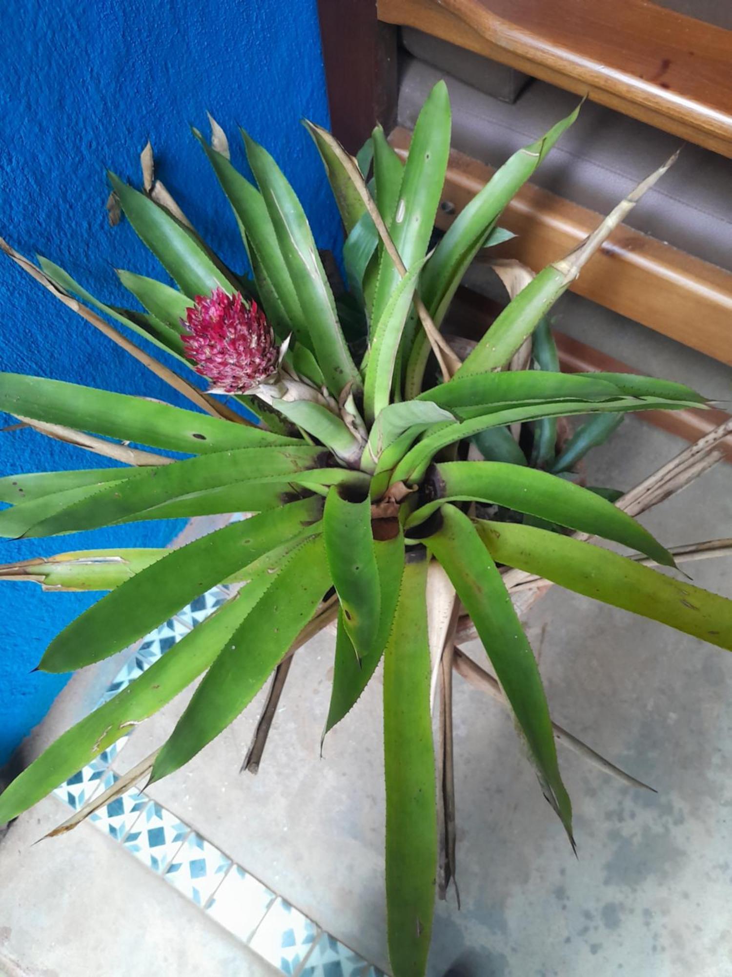 Sitio Das Bromelias Cachoeira Do Tombador ウバトゥバ エクステリア 写真