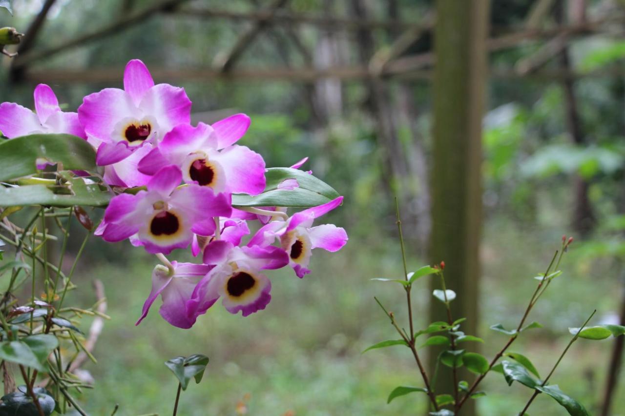 Sitio Das Bromelias Cachoeira Do Tombador ウバトゥバ エクステリア 写真