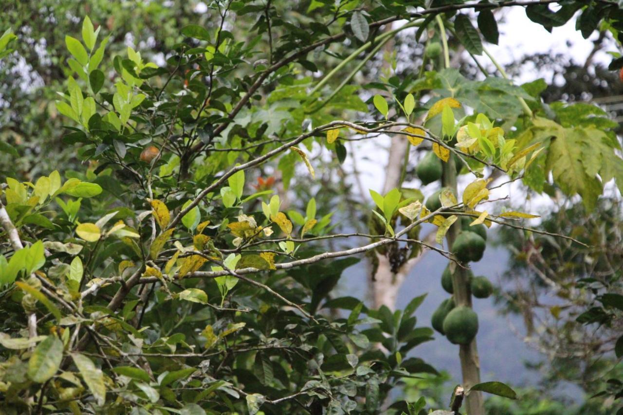 Sitio Das Bromelias Cachoeira Do Tombador ウバトゥバ エクステリア 写真